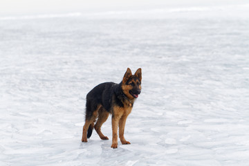 Dog on the ice