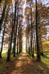 Obraz premium メタセの杜