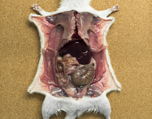 Rat anatomy on the dissection tray 