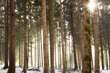 sunlit forest in the winter
