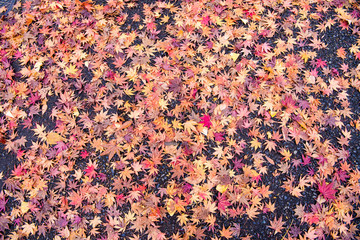 地面に紅葉の絨毯