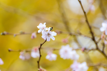 十月桜の花