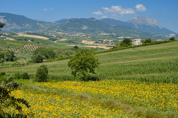Fototapeta na wymiar Landscape near Loreto Aprutino (Abruzzi) at summer