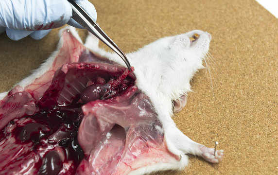 Rat anatomy on the dissection tray 