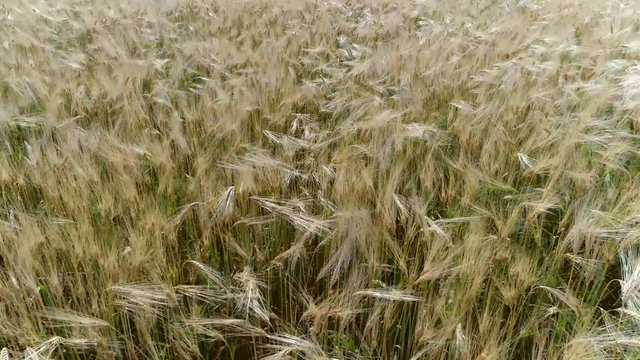Low altitude aerial bird-eye view moving backwards over wheat field showing the beautiful gold color of wheat is grass widely cultivated for its seed cereal grain which is a worldwide staple food 4k