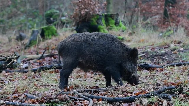 Wildschwein beim fressen im Wald, Schwarzwild, Dezember, (Sus scrofa)