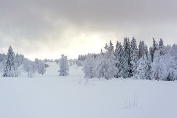 Wintertime - Black Forest. Winter landscape with firs covered by snow and sun appearing in the background.