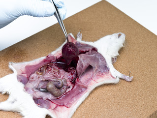 Rat anatomy on the dissection tray 