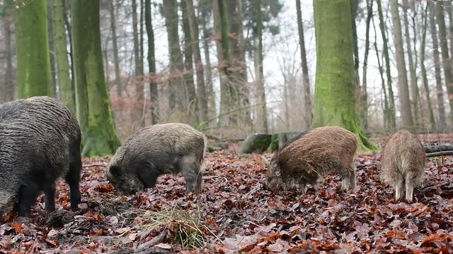 Wildschweine im Wald, Bache mit Frischlinge, Schwarzwild, Dezember, (Sus scrofa)