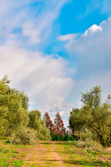 岡山県牛窓のオリーブ園のオリーブのある風景