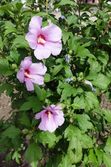 Large trumpet-shaped flowers of hibiscus with prominent yellow-tipped white stamens