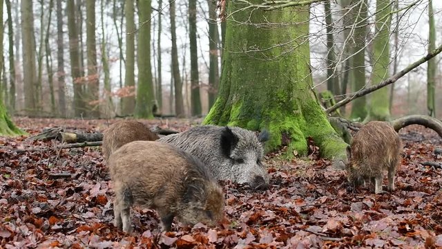 Wildschweine im Wald, Bache mit Frischlinge,  Schwarzwild, Dezember, (Sus scrofa)