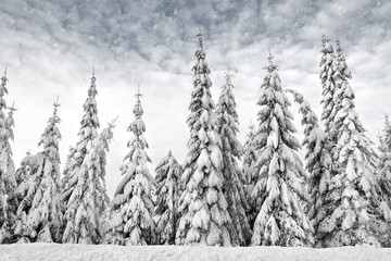 Spruce fir trees snow covered in a row