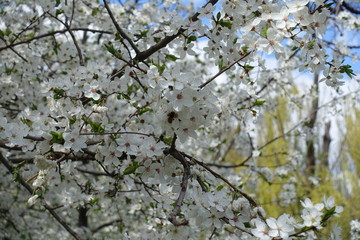 Pollination of blossoming plum tree in spring