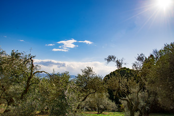 岡山県牛窓のオリーブ園のオリーブのある風景