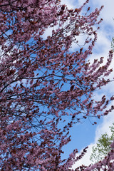 Branches of prunus pissardii in bloom against the sky