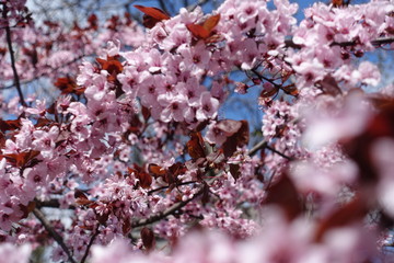 Florescence of prunus pissardii in spring garden