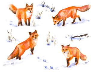 Red Fox Watercolor Sketch