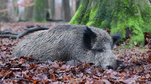 Wildschwein schlaeft im Wald, Schwarzwild, Dezember, (Sus scrofa), 4 K UHD
