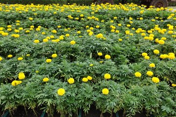 Multilevel flowerbed with flowering bright yellow marigolds