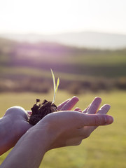 Woman's hands holding a plant outdoors