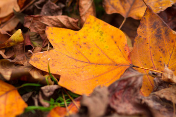 fallen leaves on grass