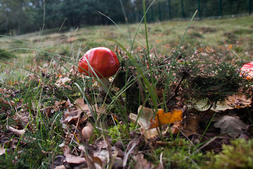 Netherlands Mushroom
