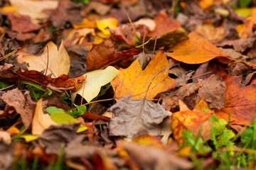 fallen leaves on grass