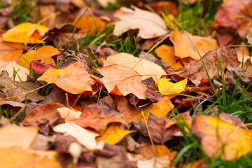 Naklejka na ściany i meble fallen leaves on grass