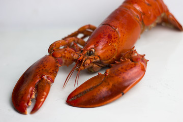 Boiled lobster