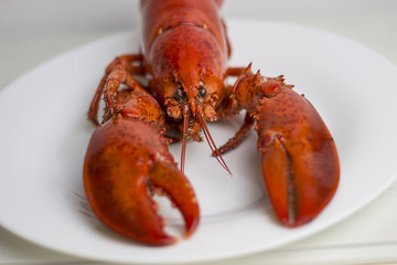 Boiled lobster