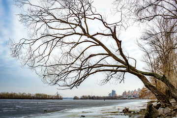 Willow tree over the frozen Dniper river, in winter, in the Obolon district of Kiev, Ukraine