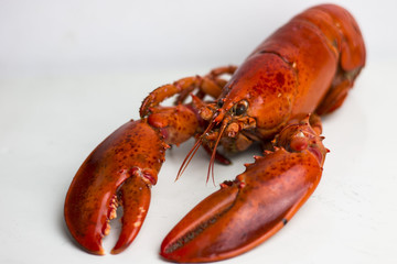 Boiled lobster