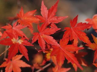 モミジの紅葉