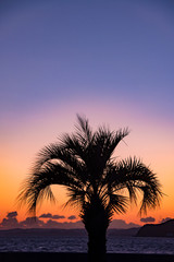 椰子の木のシルエットと夕日