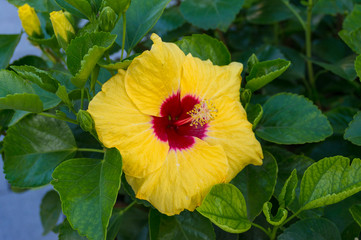 Bright yellow Chinese rose, hibiscus flower close up