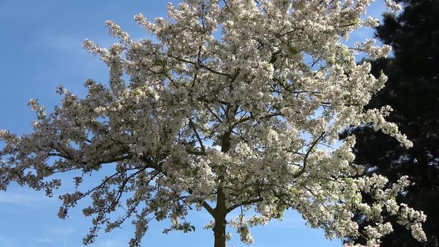 Static footage of white blossom young tree also showing beautiful crisp blue spring sky blossoms provide pollen to pollinators and initiate cross-pollination necessary for the trees to reproduce 4k