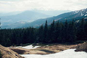 the remains of snow in the mountains in the spring in the forest