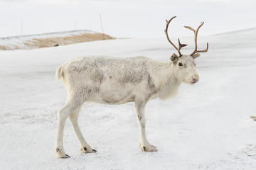 Albino (White wool reindeer)
