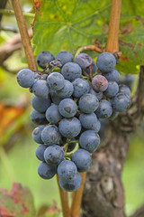 Die Weinlese kann beginnen