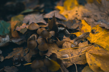 Mushrooms in an autumn forest in nature with a blurred background.