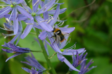 Bee on blue flower