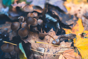 Mushrooms in an autumn forest in nature with a blurred background.