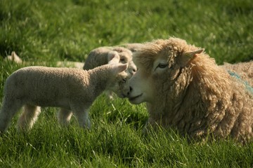 Ewe with her lamb