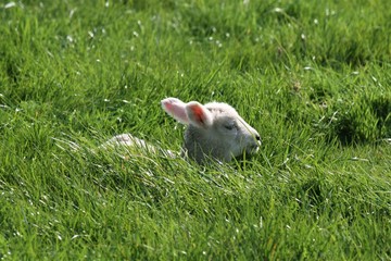 Spring lamb