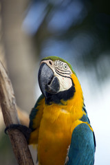 Tropical parrot portrait