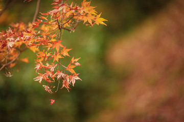 Naklejka na ściany i meble Maple leaf with blur green background