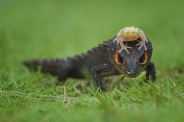 Obraz premium Croc Skink and Golden Frog