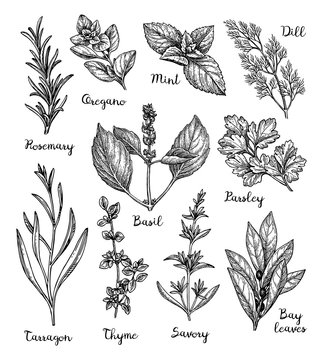 Herbs sketch set.