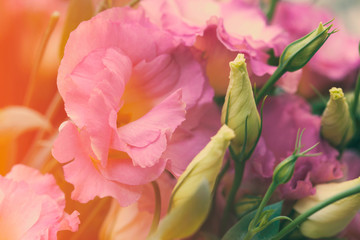 Pink beautiful eustoma flowers. Lisianthus, tulip gentian, eustomas. Background.  Vintage style.